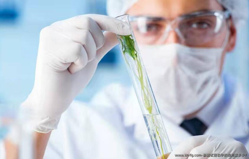 泰国试管助孕的费用是多少?