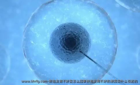 卵泡发育不好是怎么回事卵泡发育不好的原因是什么引起的