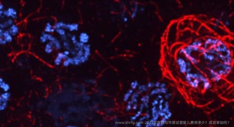 2025年在侯马市做试管婴儿费用多少？成功率如何？