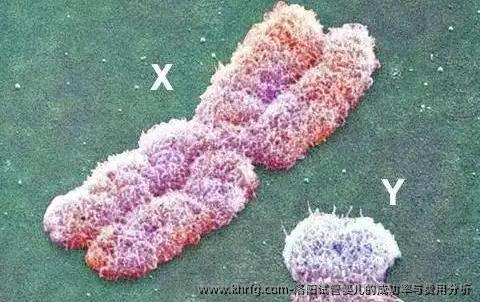 洛阳试管婴儿的成功率与费用分析