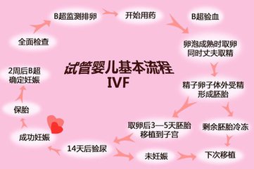 试管流程.jpg