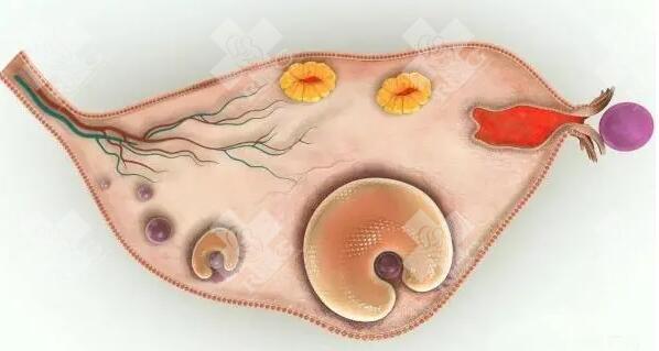 促排卵后吵架生气会影响卵泡发育吗?