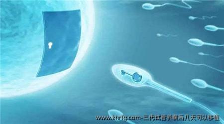 三代试管养囊后几天可以移植