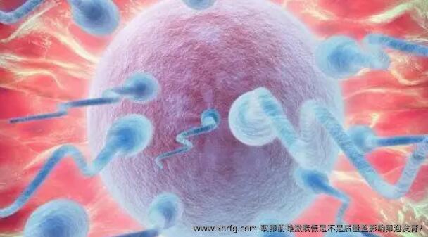 卵泡取出前雌激素低是不是质量差影响卵泡发育?
