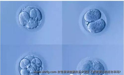 女性卵泡取出数量的多少决定了试管婴儿的成功率吗？