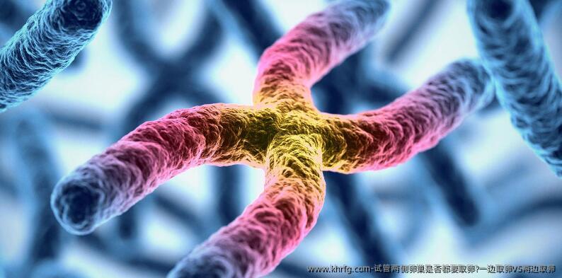 试管两侧卵巢是否都要卵泡取出?一边卵泡取出VS两边卵泡取出