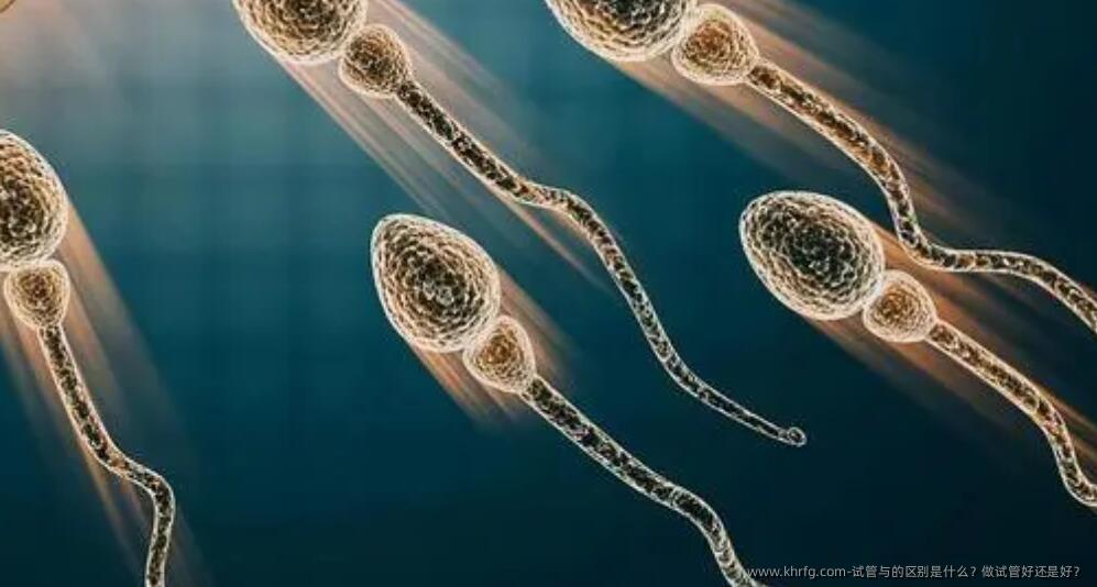 试管与的区别是什么？做试管好还是好？