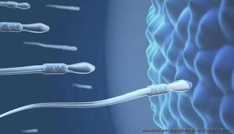 试管微刺激方案一般可以取出几个卵子?