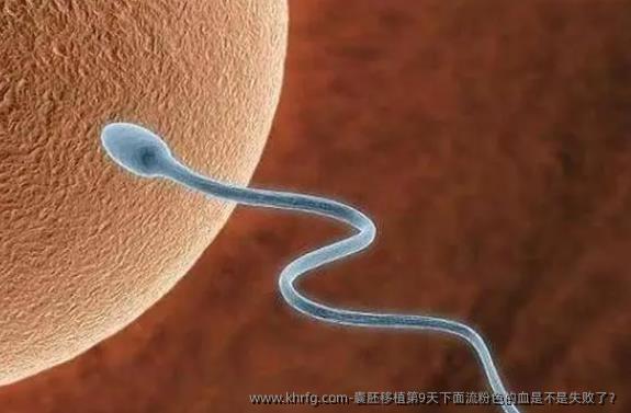 囊胚移植第9天下面流粉色的血是不是失败了?