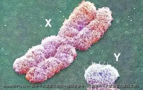 霸州市试管婴儿医院十强排名参考!附霸州市十大试管婴儿医院实例!