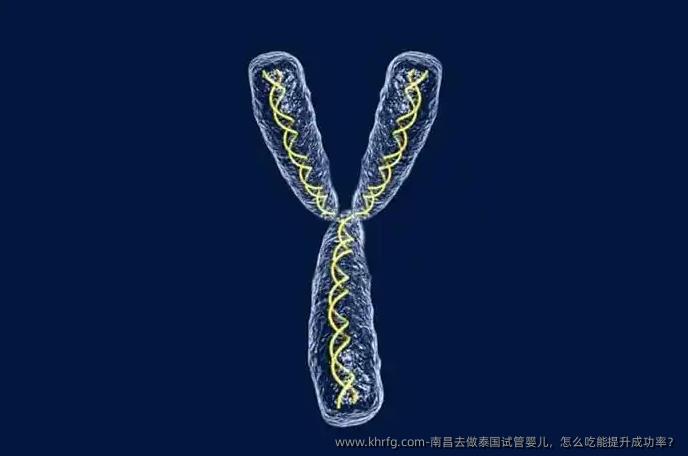 南昌去做泰国试管婴儿，怎么吃能提升成功率？