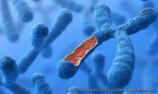 湖南长沙三代试管全攻略：各阶段花费明细大公开