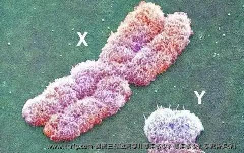 泰国三代试管婴儿费用多少？费用多少？专家告诉你！