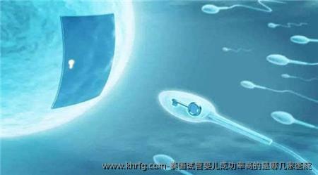 泰国试管婴儿成功率高的是哪几家医院