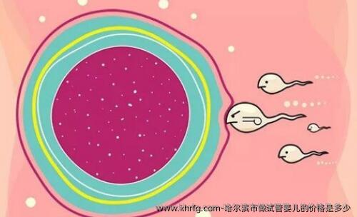 哈尔滨市做试管婴儿的价格是多少