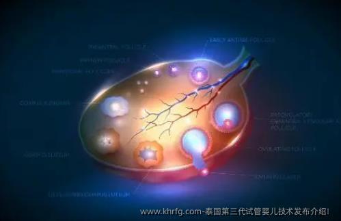 泰国第三代试管婴儿技术发布介绍！