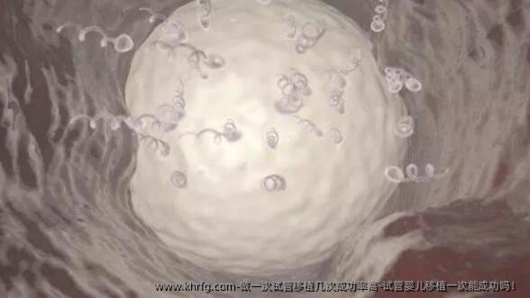 做一次试管移植几次成功率高-试管婴儿移植一次能成功吗！