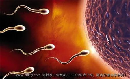 柬埔寨试管专家：FSH的值降下来，卵泡质量会变好吗？