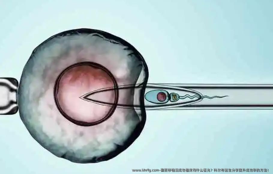 囊胚移植后成功着床有什么征兆？科尔布医生分享提升成功率的方法！