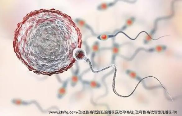 怎么提高试管胚胎着床成功率高呢_怎样提高试管婴儿着床率！