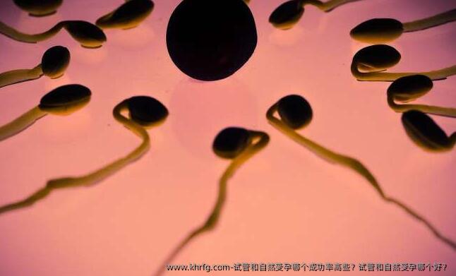 试管和自然受孕哪个成功率高些？试管和自然受孕哪个好？