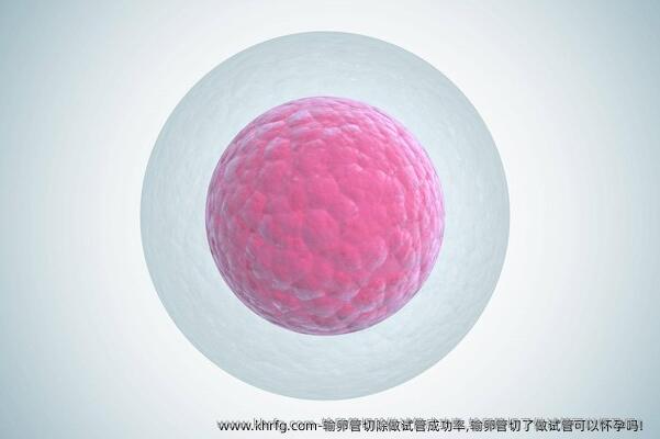 输卵管切除做试管成功率,输卵管切了做试管可以怀孕吗！