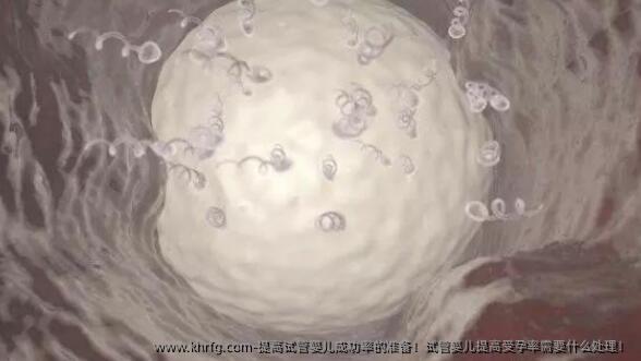提高试管婴儿成功率的准备！试管婴儿提高受孕率需要什么处理！