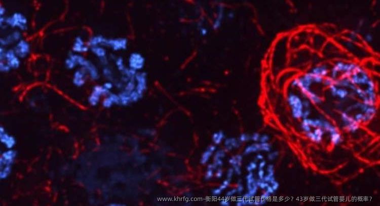 衡阳44岁做三代试管价格是多少？43岁做三代试管婴儿的概率？