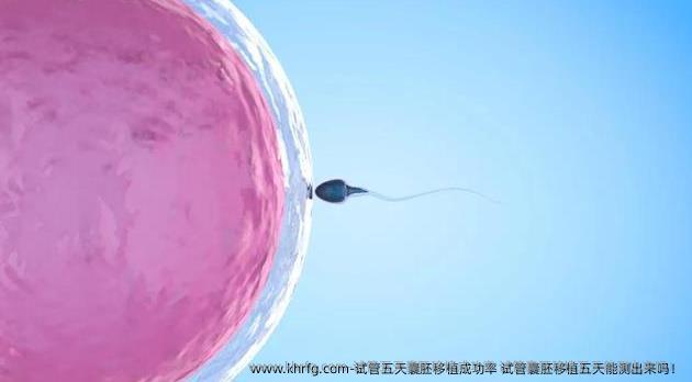 试管五天囊胚移植成功率 试管囊胚移植五天能测出来吗！