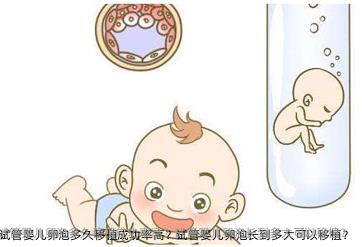 试管婴儿卵泡多久移植成功率高？试管婴儿卵泡长到多大可以移植？