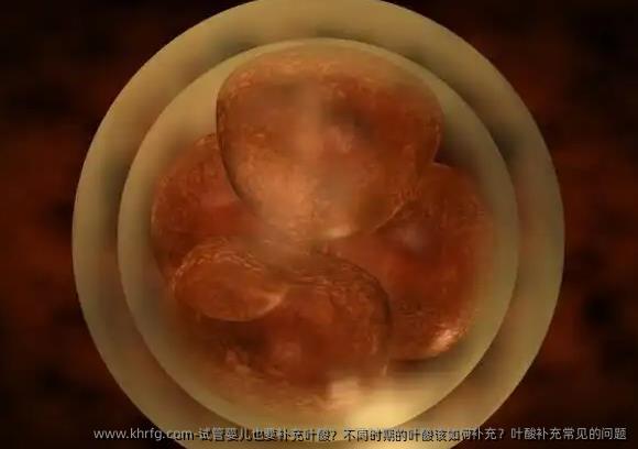 试管婴儿也要补充叶酸？不同时期的叶酸该如何补充？叶酸补充常见的问题