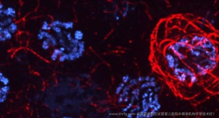 云南昆明私立试管婴儿医院中哪家机构怀孕技术好？