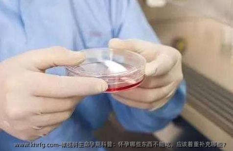 橄榄树生命孕期科普：怀孕哪些东西不能吃，应该着重补充哪些？