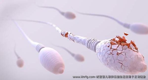 试管婴儿卵泡取出后腹胀是否属于正常现象