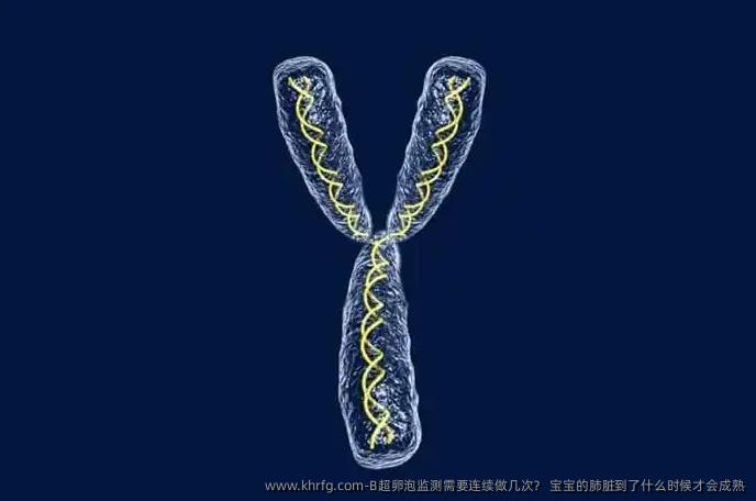 B超卵泡监测需要连续做几次？ 宝宝的肺脏到了什么时候才会成熟