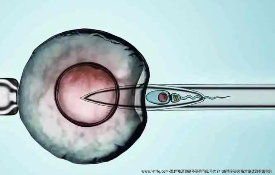 怎样知道我是不是卵泡长不大?？dfi精子碎片高对做试管有影响吗