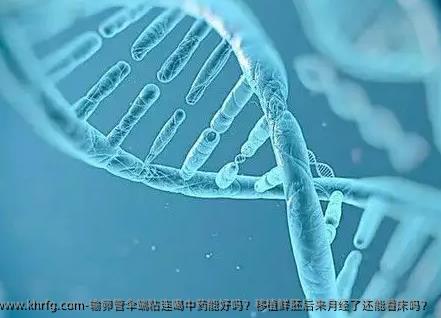 输卵管伞端粘连喝中药能好吗？移植鲜胚后来月经了还能着床吗？