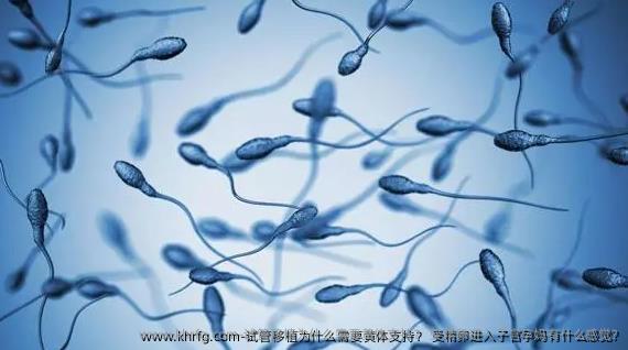 试管移植为什么需要黄体支持？ 受精卵进入子宫准妈妈有什么感觉?