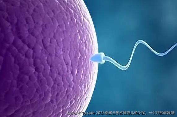 2025泰国三代试管婴儿多少钱，一个月时间够吗
