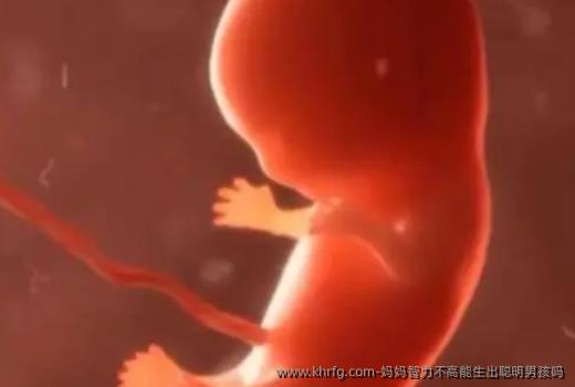 妈妈智力不高能生出聪明男孩吗？