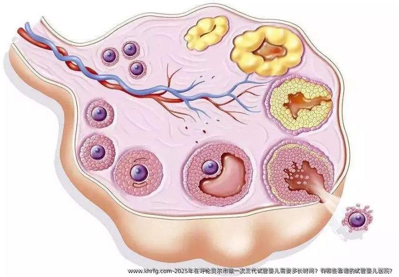 2025年在呼伦贝尔市做一次三代试管婴儿需要多长时间？有哪些靠谱的试管婴儿医院？