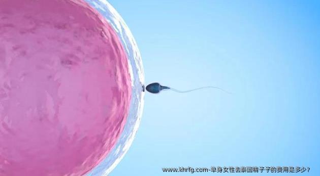 单身女性去泰国精子子的费用是多少？