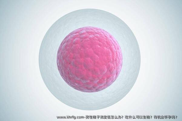 男性精子浓度低怎么办？吃什么可以生精？有机会怀孕吗？