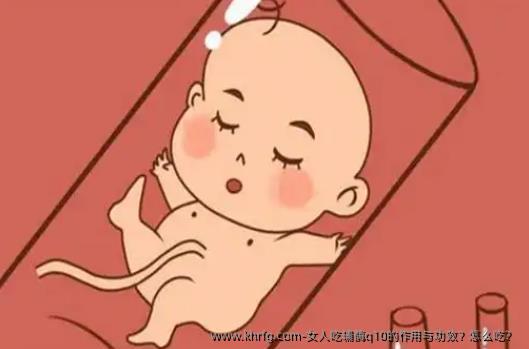 女人吃辅酶q10的作用与功效？怎么吃？