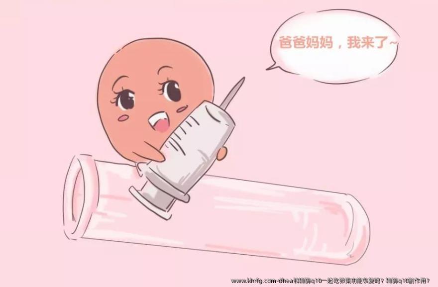dhea和辅酶q10一起吃卵巢功能恢复吗？辅酶q10副作用？