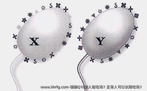 辅酶Q10男人能吃吗？正常人可以长期吃吗？ 