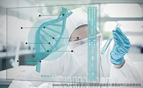 试管自然周期攒胚胎要多久攒胚胎可以连续卵泡取出吗