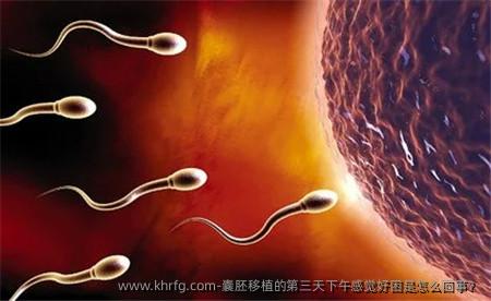 囊胚移植的第三天下午感觉好困是怎么回事？