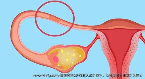 囊胚移植2天有五大成功征兆，女性腰酸很正常别太担心