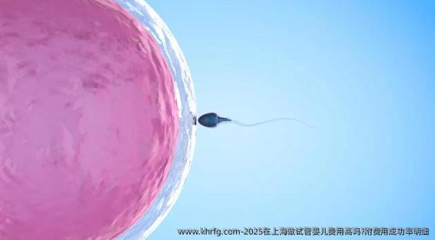 2025在上海做试管婴儿费用高吗?附费用成功率明细